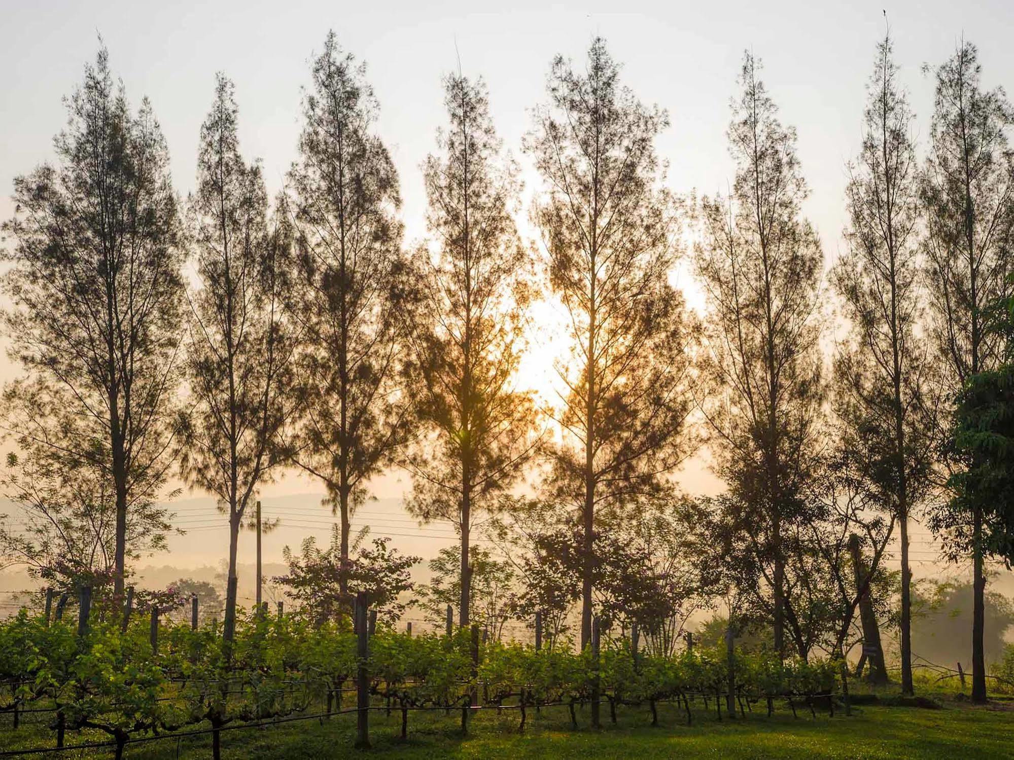 Village Farm And Winery Wang Nam Khiao Exterior photo